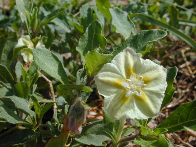 Chamaesaracha edwardsiana (Edwards plateau five eyes) #12635