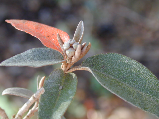 Croton alabamensis var. texensis (Texabama croton) #11996