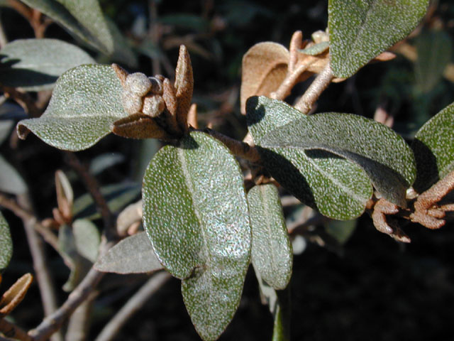 Croton alabamensis var. texensis (Texabama croton) #11997