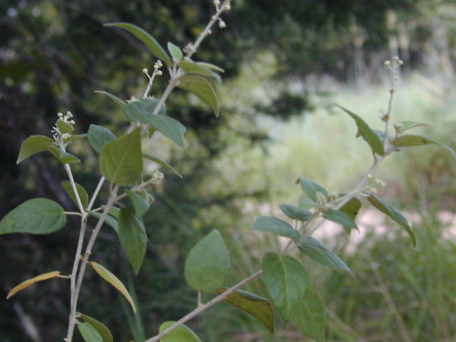 Croton fruticulosus (Bush croton) #12000