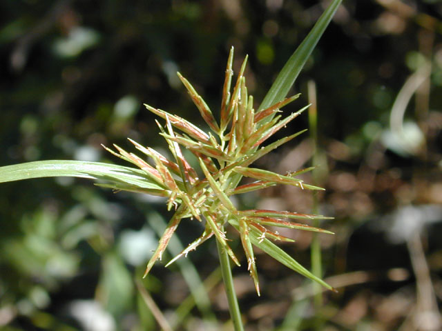 Cyperus setigerus (Lean flatsedge) #11972