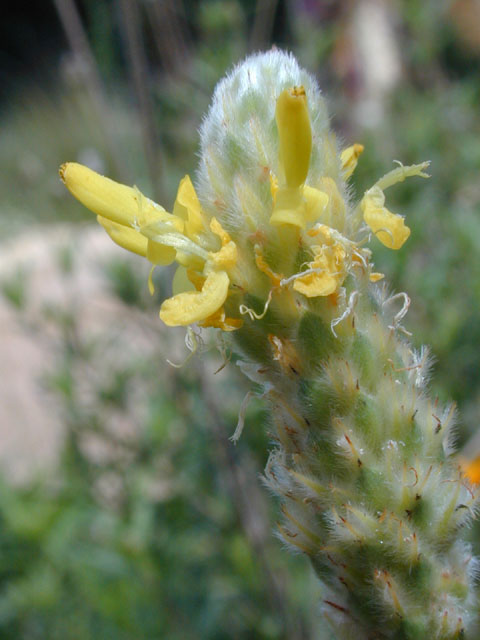 Dalea aurea (Golden dalea) #12050