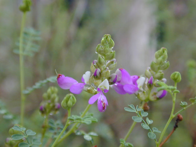 Dalea frutescens (Black dalea) #12052