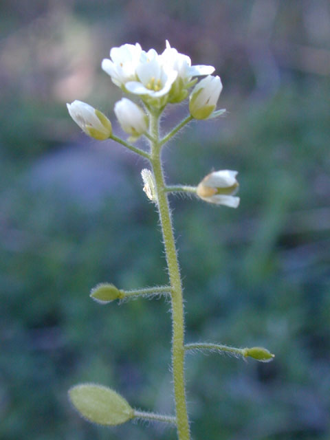 Draba platycarpa (Broadpod draba) #11862