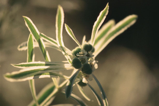 Euphorbia bicolor (Snow on the prairie) #12001