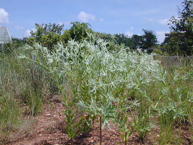 Euphorbia bicolor (Snow on the prairie) #12002