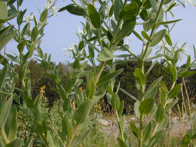 Euphorbia bicolor (Snow on the prairie) #12009