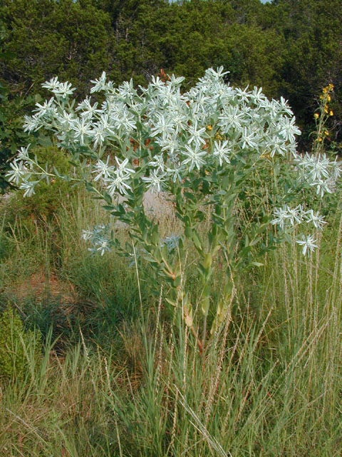 Euphorbia bicolor (Snow on the prairie) #12010