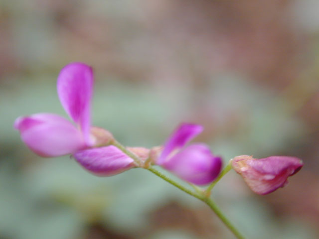 Galactia volubilis (Downy milkpea) #12062