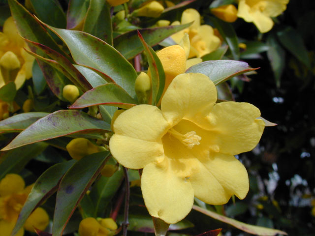 Gelsemium sempervirens (Carolina jessamine) #12217