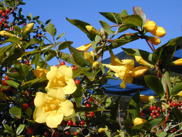 Gelsemium sempervirens (Carolina jessamine) #12226