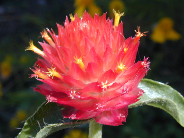 Gomphrena haageana (Rio grande globe amaranth) #11570