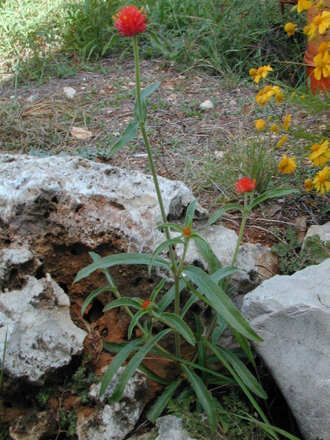 Gomphrena haageana (Rio grande globe amaranth) #11571