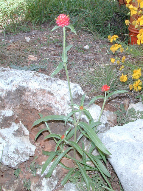 Gomphrena haageana (Rio grande globe amaranth) #11572