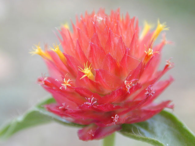 Gomphrena haageana (Rio grande globe amaranth) #11573