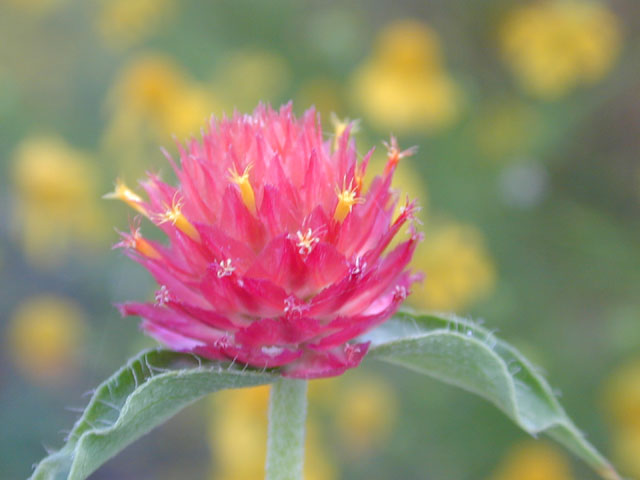 Gomphrena haageana (Rio grande globe amaranth) #11574