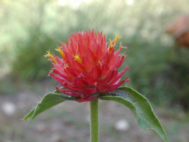 Gomphrena haageana (Rio grande globe amaranth) #11575