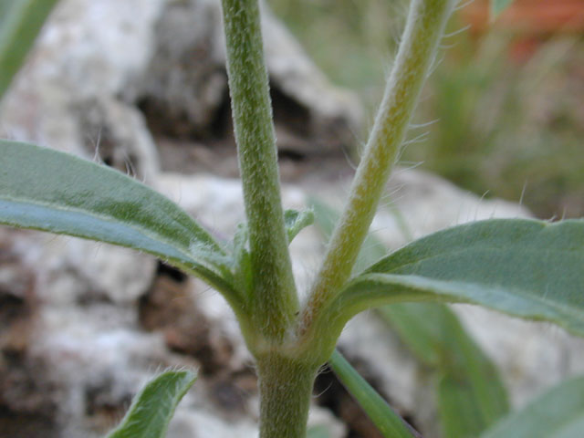 Gomphrena haageana (Rio grande globe amaranth) #11577