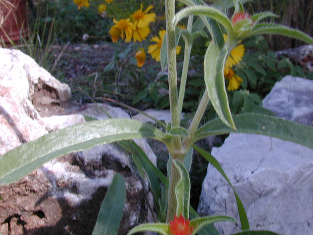 Gomphrena haageana (Rio grande globe amaranth) #11578