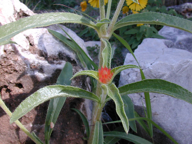 Gomphrena haageana (Rio grande globe amaranth) #11579