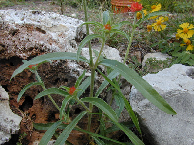 Gomphrena haageana (Rio grande globe amaranth) #11580