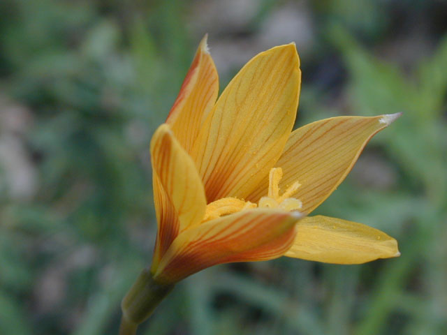 Habranthus tubispathus (Rio grande copperlily) #12194