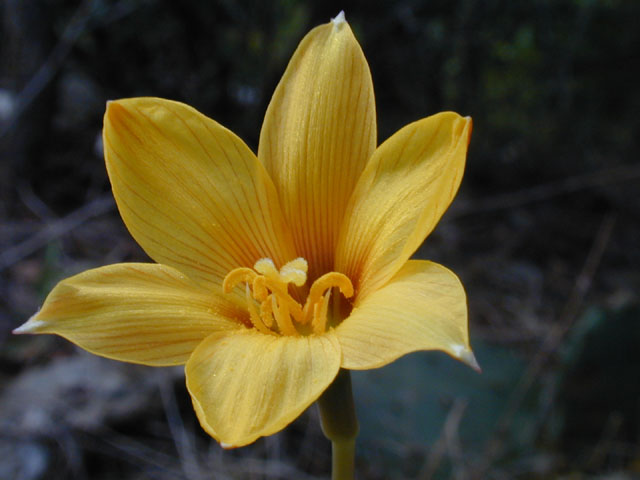 Habranthus tubispathus (Rio grande copperlily) #12200