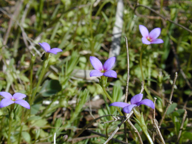 Houstonia pusilla (Tiny bluets) #12585