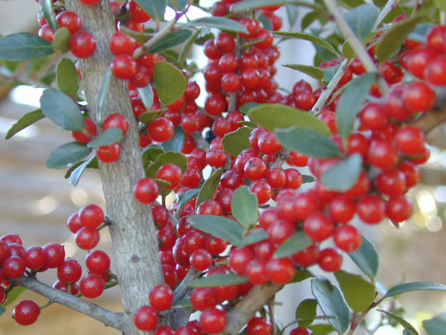 Ilex vomitoria (Yaupon) #11609