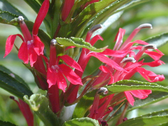 Lobelia cardinalis (Cardinal flower) #11905