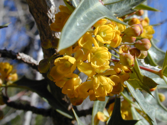 Mahonia trifoliolata (Agarita) #11825