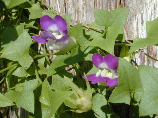 Maurandella antirrhiniflora (Snapdragon vine ) #12611