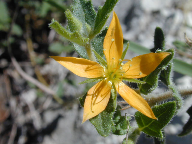 Mentzelia oligosperma (Stick-leaf) #12169