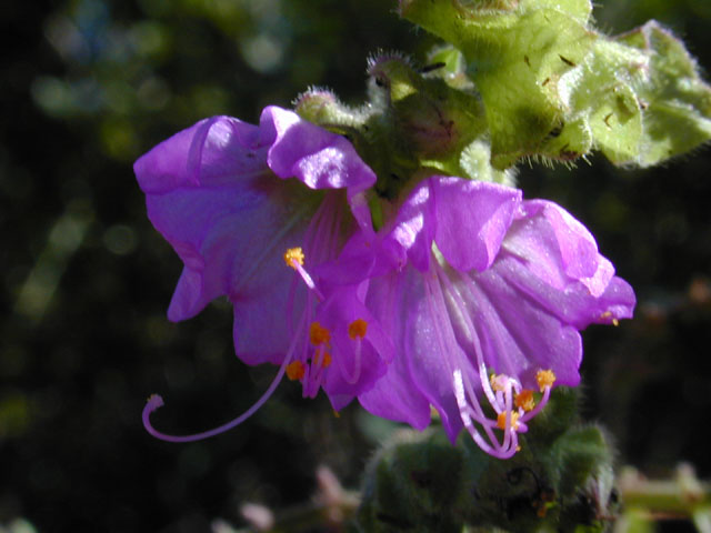 Mirabilis albida (White four o'clock) #12314