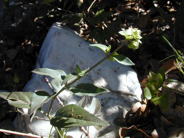 Mirabilis albida (White four o'clock) #12315