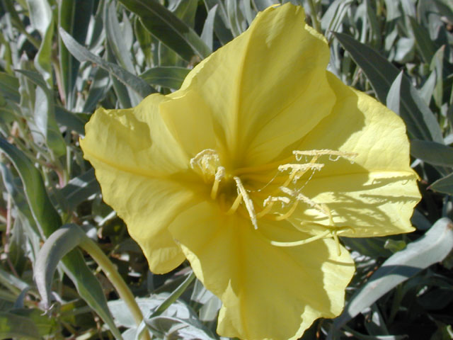 Oenothera macrocarpa ssp. macrocarpa (Bigfruit evening-primrose) #12379