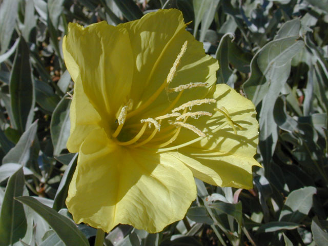 Oenothera macrocarpa ssp. macrocarpa (Bigfruit evening-primrose) #12380