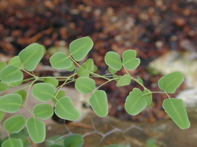 Pellaea ovata (Ovateleaf cliffbrake) #12505