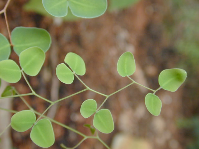 Pellaea ovata (Ovateleaf cliffbrake) #12506