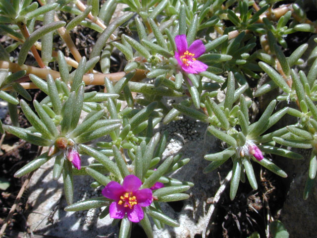 Portulaca pilosa (Kiss me quick) #12485