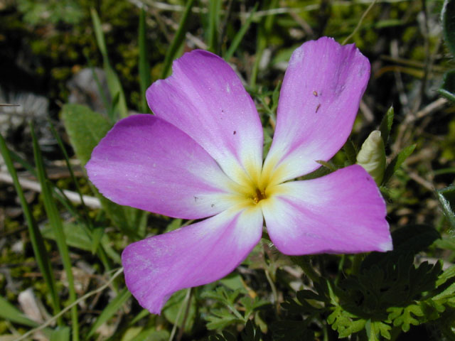 Phlox roemeriana (Goldeneye phlox) #12486