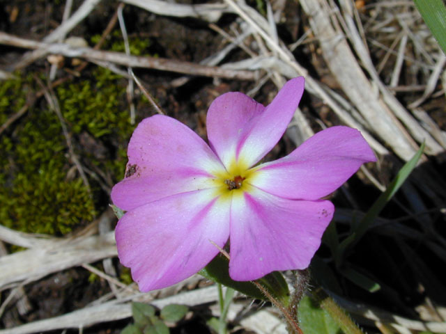 Phlox roemeriana (Goldeneye phlox) #12487