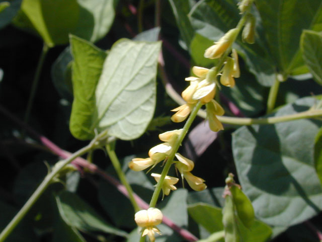 Rhynchosia minima (Least snoutbean) #12079