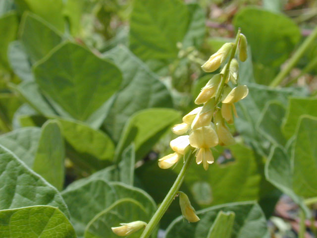 Rhynchosia minima (Least snoutbean) #12080