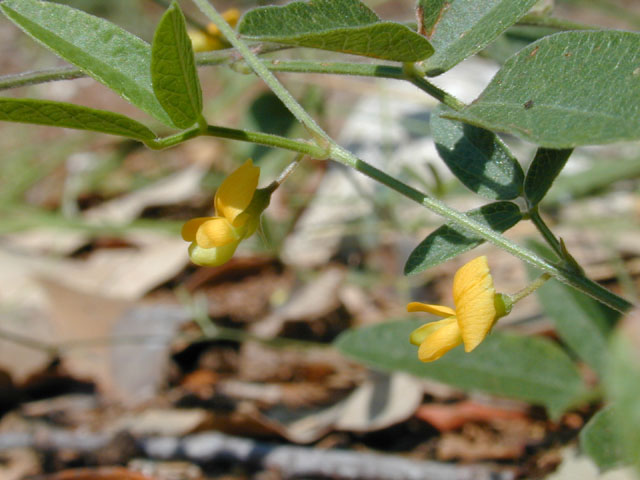 Rhynchosia senna var. texana (Texas snoutbean) #12081