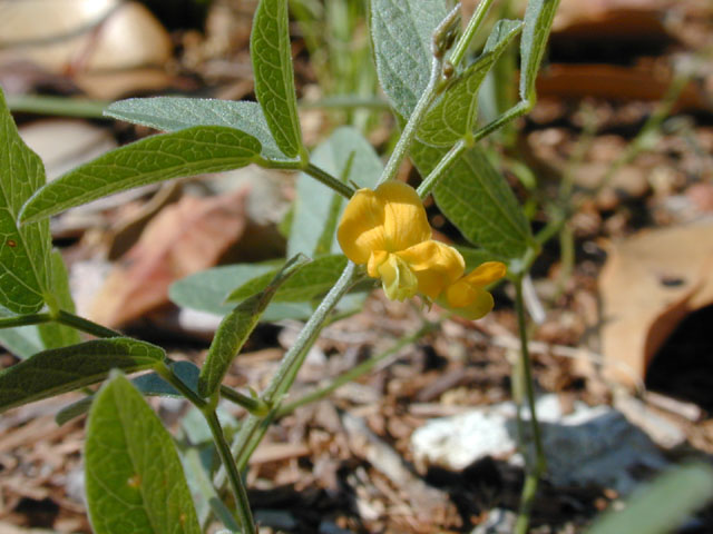 Rhynchosia senna var. texana (Texas snoutbean) #12083