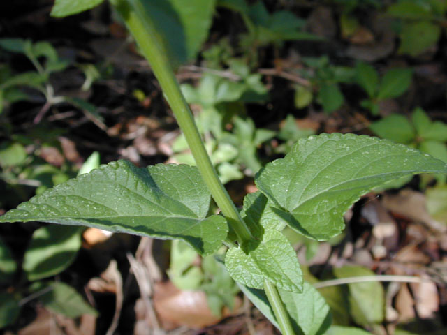 Salvia coccinea (Scarlet sage) #12137