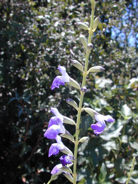 Salvia reptans (Slenderleaf sage) #12155