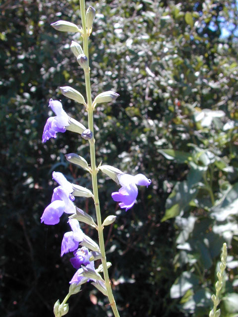 Salvia reptans (Slenderleaf sage) #12157