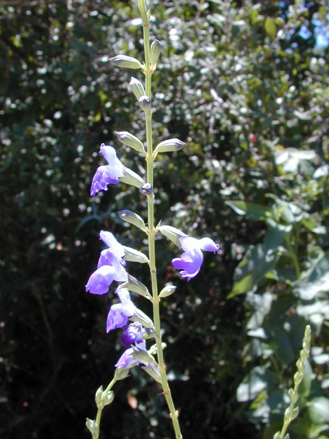 Salvia reptans (Slenderleaf sage) #12158